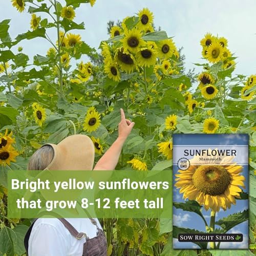 Sow Right Seeds-Mammoth Sunflower Seed for Planting Giant Flower Garden 2pk - Image 3