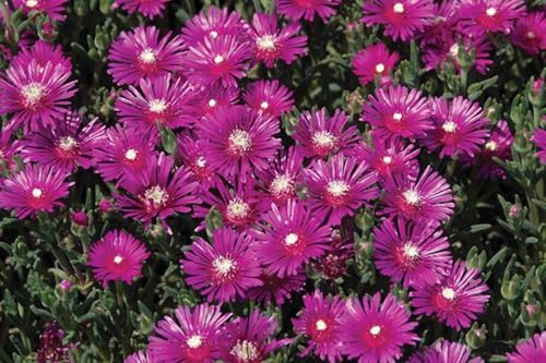 Delosperma cooperi (Trailing Hardy Ice Plant) Live Perennial, Size-Quart, Rosy Pink Summer Flowers with Succulent Foliage, Drought Tolerant, Heat Loving, Zones 5-9 - Image 3