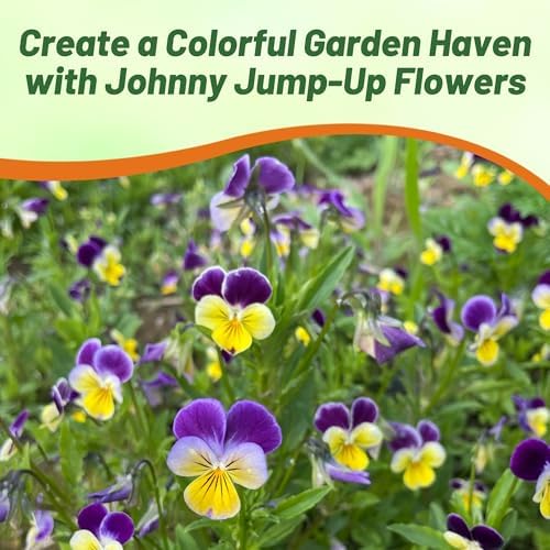 Outsidepride Johnny Jump Up Viola Wild Flower Seeds - 1/2 lb Easy-to-Grow, Compact & Hardy Perennial Seeds for Planting Outdoors, Ideal for Pollinators, Garden Beds, Containers, & Hanging Baskets - Image 5