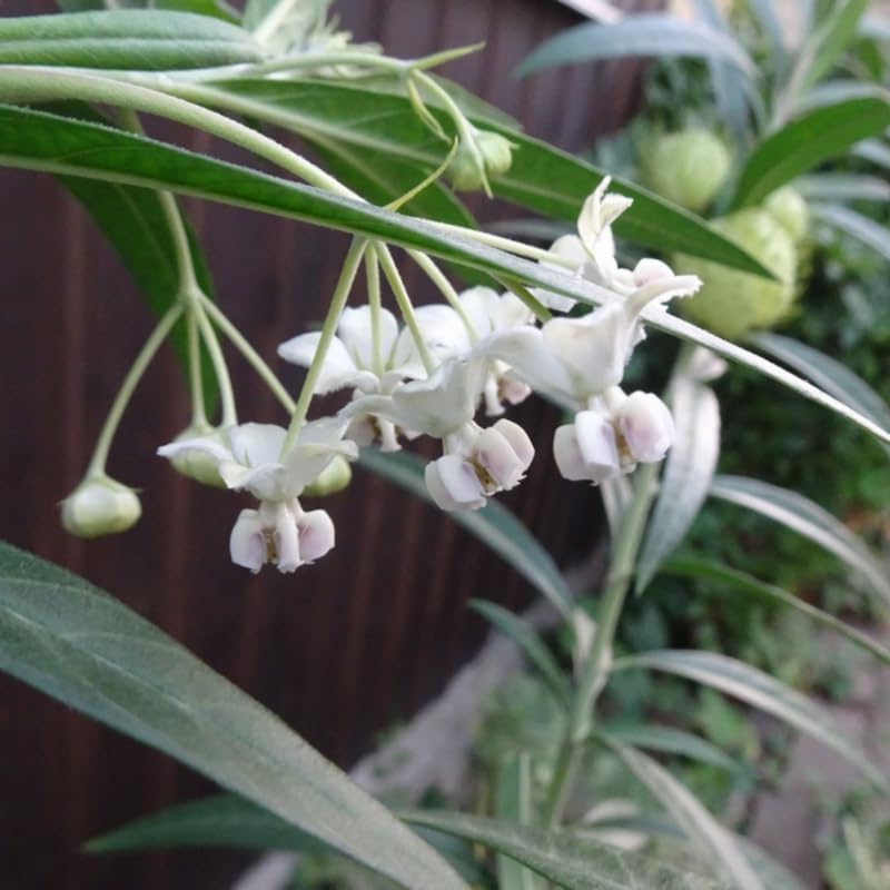 2 Vining Milkweed Live Plants, Perennial Flower Plant, 4-8 Inch Tall - Image 3