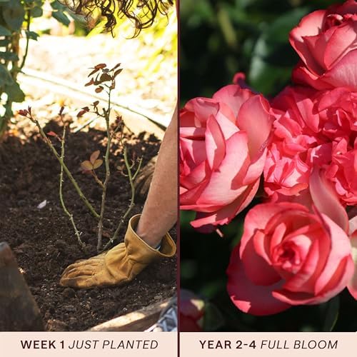 Heirloom Climbing Roses, Live Own Root Plant, Antique - Image 3