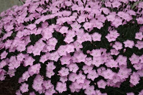 Greenwood Nursery: Live Perennial Plants - Bath's Pink + Dianthus Gratianopolitanus - [Qty: 2X Pint Pots] - (Click for Other Available Plants/Quantities) by GreenwoodNursery