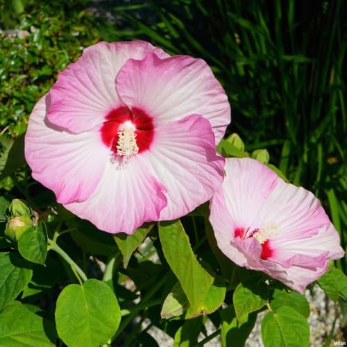 Bicolor Hibiscus Flower Live Plant, Large Bloom Shrub, 5-8'' Tall - Image 6