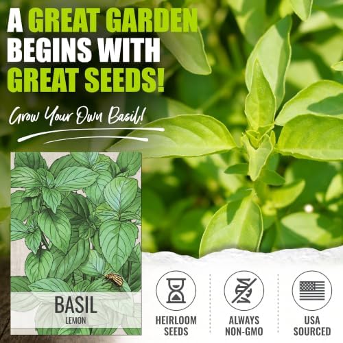 Seed Needs Lemon Basil Seeds to Plant an Herb Garden - 2 Packs - Image 2