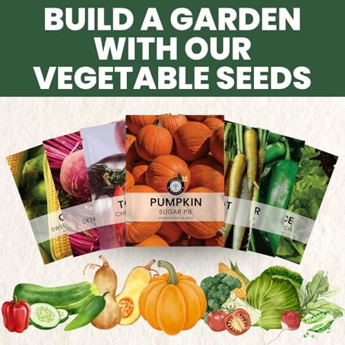 Sugar Pie Pumpkin Seeds – 40 Premium Seeds for Planting – Sweet, Small Baking Pumpkin Variety for the 2026 Season – 6 Gram Pouch - Image 6