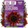 100 Velvet Queen Sunflower Seeds for Planting, Helianthus Annuus, Heirloom by KVITER