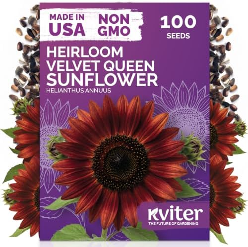 100 Velvet Queen Sunflower Seeds for Planting, Helianthus Annuus, Heirloom by KVITER