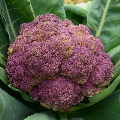 Purple of Sicily Cauliflower - 100 Cauliflower Seeds, Thresh Seed Co. - Image 4