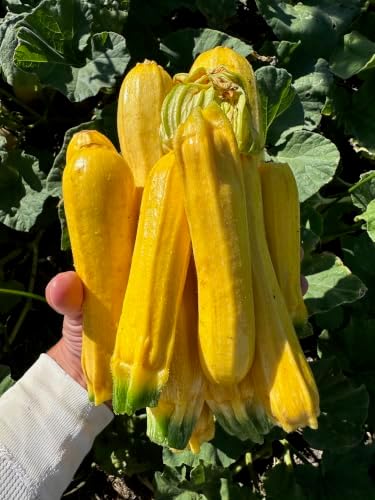 Goldini II Zucchini Seeds for Planting: 20 Count - Image 7