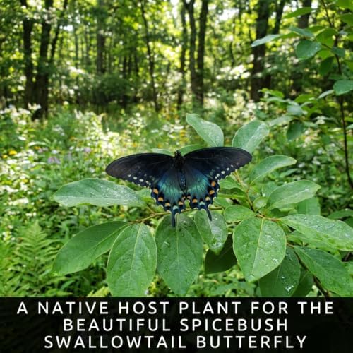 Spicebush Seeds for Planting | 100 Seeds | Lindera Benzoin Native Shrub - Image 3