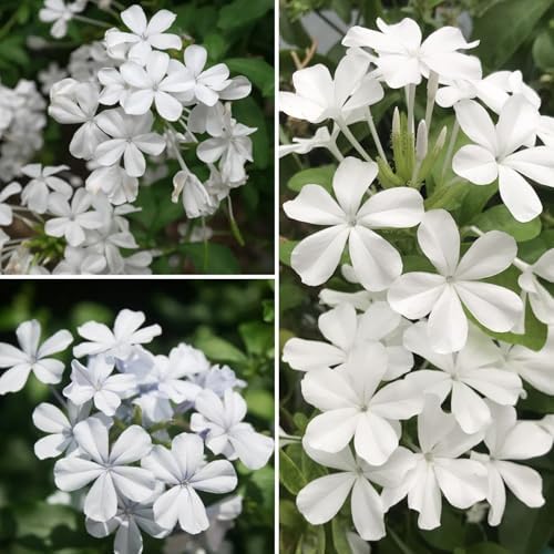 2 White Plumbago Live Plants, 4-8'' Tall White Plumbago Plant Vine Shrub - Image 4