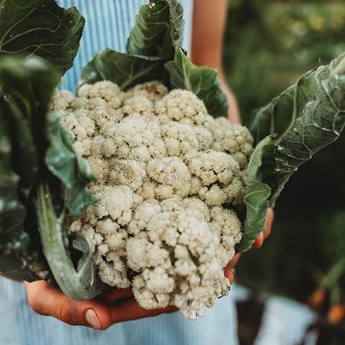 All Year Round Cauliflower - 100 Cauliflower Seeds, Thresh Seed Co. - Image 5
