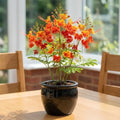 Pride of Barbados Live Plant, 4 Inch Pot, 4-8 Inch Tall by HILROQG