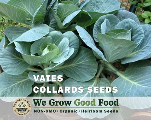 Collard Greens Seeds for Planting (Collards Jumb Combo, 1000, Count) - Image 5