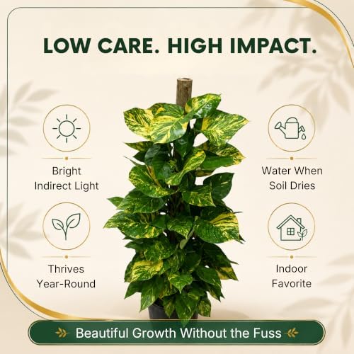 Golden Pothos Totem Pole Live Plant, 4 Ft Variegated Indoor Houseplant - Image 4