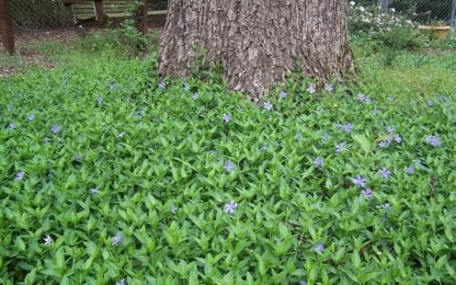 8 Vinca Plants Periwinkle/Vinca - Hardy Groundcover 8 Plants in 4 inch Pots - Image 2