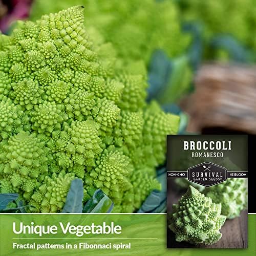 Romanesco Broccoli Seeds for Planting - Survival Garden Seeds (5 Packs) - Image 3