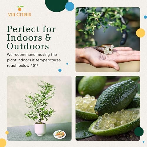 Australian Finger Lime Tree Live Plant 13-22" Tall by Via Citrus Indoor - Image 6