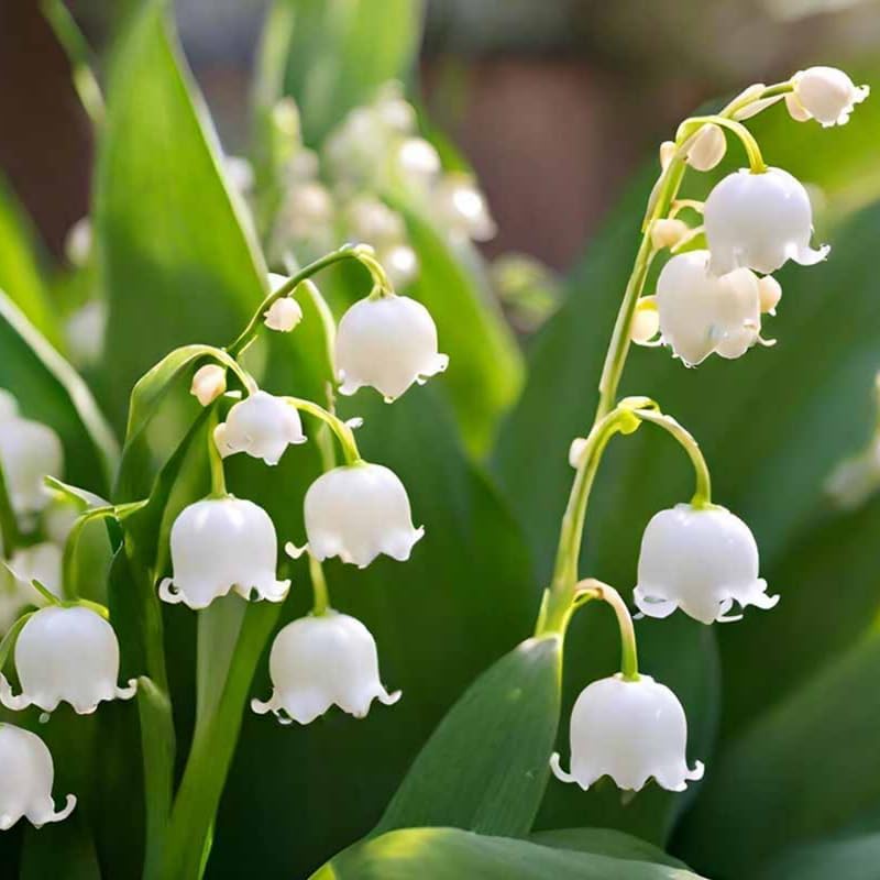 10 Lily of The Valley Roots, Shade Garden Flower Bulbs - Image 3