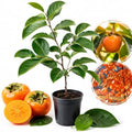 American Persimmon Tree Live Plants, 6-12" Tall Well Rooted in Quart Pot, Cold-Hardy American Native Fruit Tree, Dormant Plant (No Ship to CA) by GINGERGLOW