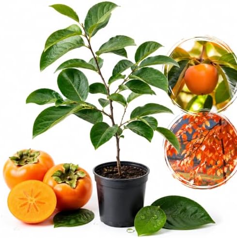 American Persimmon Tree Live Plants, 6-12" Tall Well Rooted in Quart Pot, Cold-Hardy American Native Fruit Tree, Dormant Plant (No Ship to CA) by GINGERGLOW