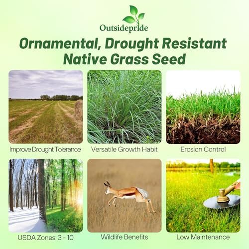 Outsidepride Perennial Little Bluestem Grass Seed - 5 lbs. Warm Season, Drought Resistant, Long-Lived Native Prairie Grass Seed, Ideal for Erosion Control, Ornamental Landscaping & Wildlife Gardens - Image 3