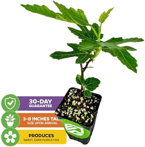 Beer's Black Fig Tree (Dwarf Habit) Live Plant - Ficus carica 'Beer's Black' - Wellspring Gardens - Cold-Hardy Fig, Dwarf Fig Tree, Compact Fig Plant - Fruit Bearing Starter Tree - Image 2