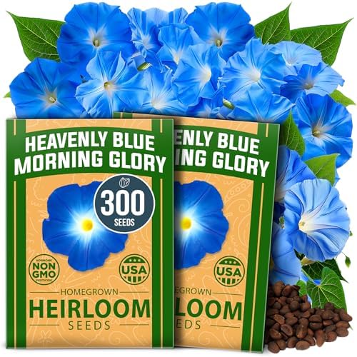HOME GROWN Heavenly Blue Morning Glory Seeds, 300 Seeds, Ipomoea tricolor by HOMEGROWN