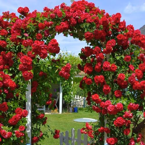 Red Don Juan Rose Live Plant, Hardy, 5-10 Inch Tall by PlantsSeedsBulbs