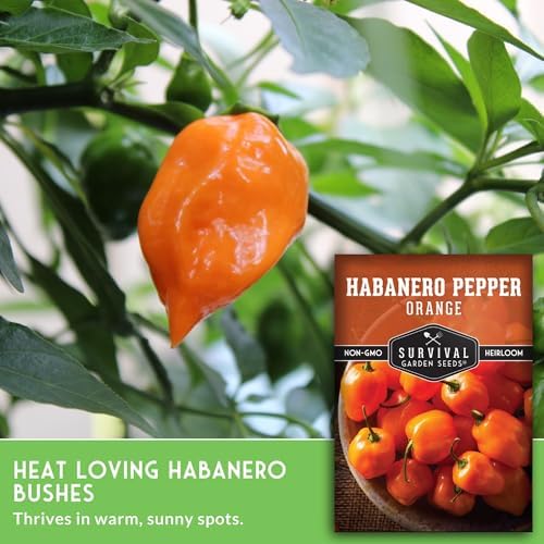 Orange Habanero Seeds for Planting – Survival Garden Seeds (1 Pack) - Image 5
