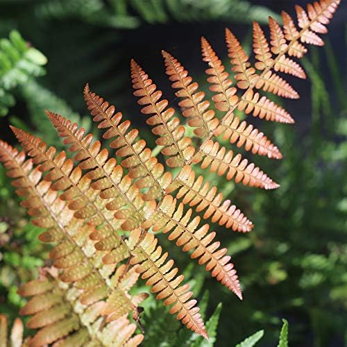 Perfect Plants Autumn Fern, 1 Gallon, Live Perennial - Image 6