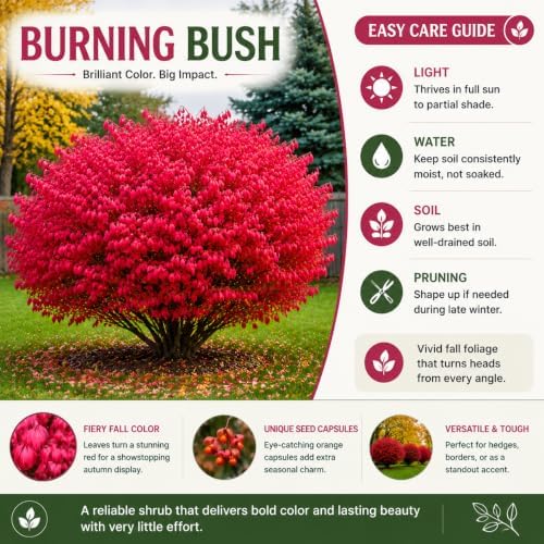 Dwarf Red Burning Bush Live Plant, Fall Color Shrub, 4 Inch Pot - Image 3