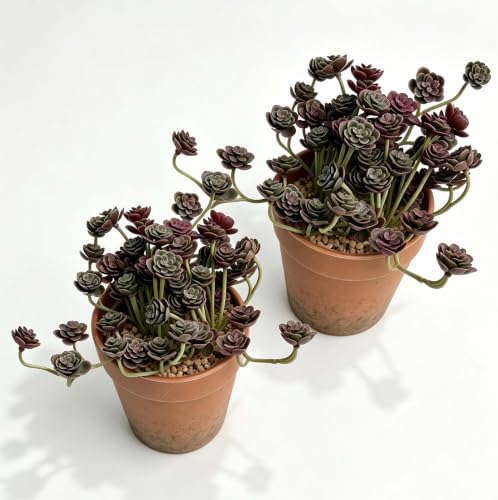 Artificial Burgundy Trailing Rosette Succulent Potted Plant, 2 Pack by QenyiHPD