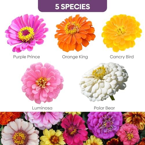 Groundio Zinnia Seeds, 3000+ Mixed Colors Large Blooms Seeds, Non GMO Zinnia Elegans for 2027, High Germination Heirloom Wildflower Seeds for Planting Outdoor, Pollinator Gardens Borders & Containers - Image 2