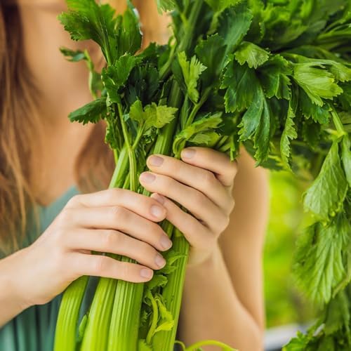 Organic Utah Tall Celery Seeds - USDA Organic, Non-GMO, Open Pollinated, Heirloom, USA Origin (5 Packets - 1.25 Grams - Approx 2500 Seeds) - Image 3