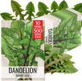 Seed Needs Garnet Stem Dandelion Seeds to Plant an Herb Garden - 10 Packs by SeedNeeds