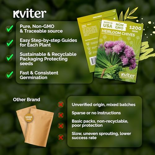 1,200 Chive Heirloom Herb Seeds for Planting, Allium Schoenoprasum - Image 5