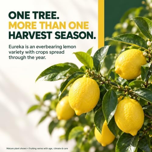 Eureka Lemon Tree Live Plant, Grafted Lemon Plant for Indoor Outdoor - Image 2
