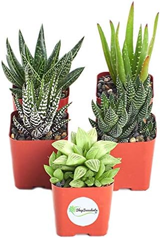 Shop Succulents | Haworthia Collection| Assortment of Hand Selected, Fully Rooted Alluring Miniature Aloe Live Indoor Succulent Plants, 10-Pack - Image 2