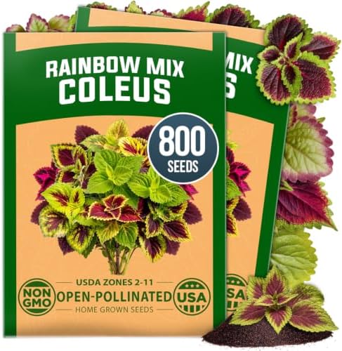 HOME GROWN Rainbow Mix Coleus Seeds, Plectranthus scutellarioides by HOMEGROWN