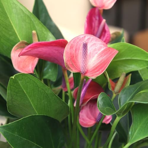 Purple Anthurium Live Plant (Approx. 8-11" Tall), Real Flowers/Unique House Plants in 4" Nursery Pot, Floral Desk Plant, Air Purifying Plants & Cool Gifts for Plant Lovers by Plants for Pets - Image 2