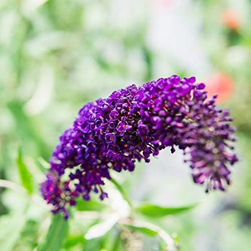 Perfect Plants Black Knight Butterfly Bush, 3 Gallon, Live Plant - Image 2
