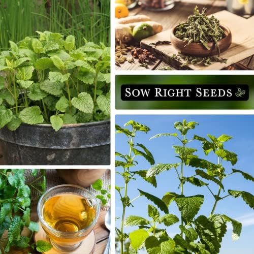 Sow Right Seeds - Lemon Balm Seed for Planting Perennial Medicinal Herb - Image 4