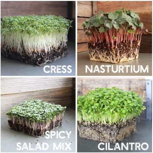 Mountain Valley Seed Co 12 Variety Pack Microgreens Seeds Kit Broccoli Seed - Image 7