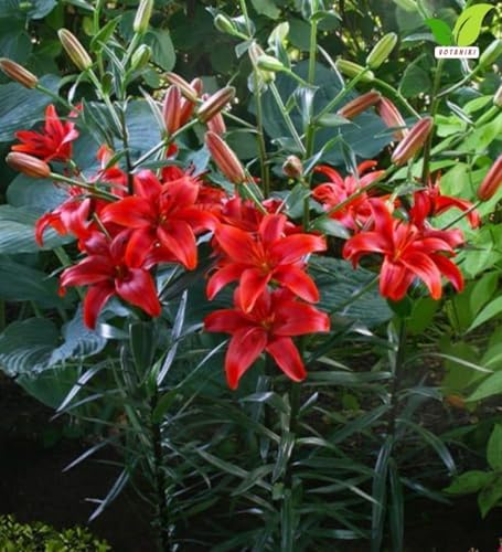 Votaniki Lily Red County Top Size Asiatic Lily Bulbs with Deep Red Summer Flowers Hardy Perennial Plant for Borders Cut Flower Gardens Containers and Outdoor Landscapes (Pack of 5) - Image 3