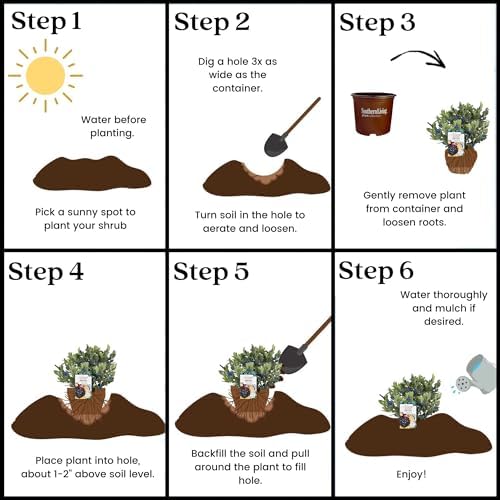 Southern Living 2 Gal. Blueberry Hello Darlin Shrub - Image 6