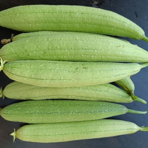 Luffa Gourd Plant, Loofah Live Plant, Vegetable Vine, 4-6 Inch Tall - Image 5