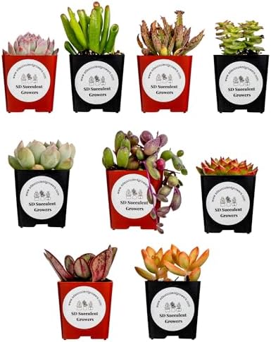 Live Succulents Plants Variety Pack - Well Rooted Plants in 2 Inch Pots - Real, Small, Assorted Houseplants for Indoor, DIY, Home Decor, Wedding, or Birthday Gifts (9 Pack) by SDSucculentGrowers