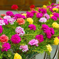 Mix Double Moss Rose Seeds for Planting (Portulaca Grandiflora) - Non-GMO & Heirloom Ground Cover - Purslane Flower Seeds to Plant Outside, Beds & Yards & Flower Garden by Unknown