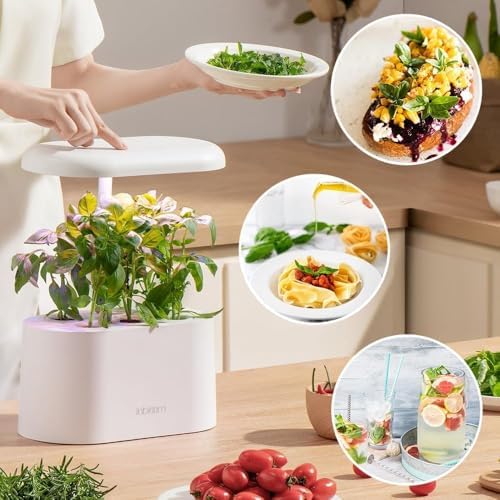 inbloom Herb Seed Pods Kit for AeroGarden, 7-Pods with Basil, Cilantro, Parsley Seed Hydroponic Growing System Kit, Seeds Starter Pod for idoo, Ahopegarden Gardening Supplies - Image 6